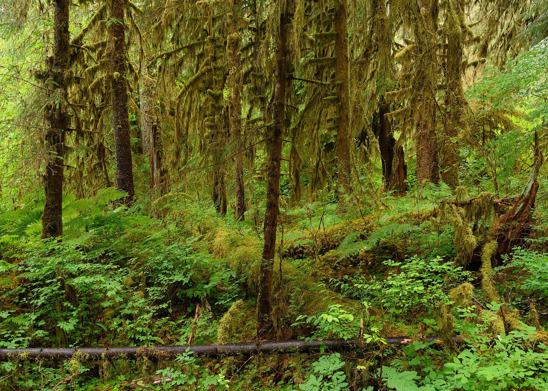 Moss-covered trees in the Hoh Rain Forest in Olympic National Park